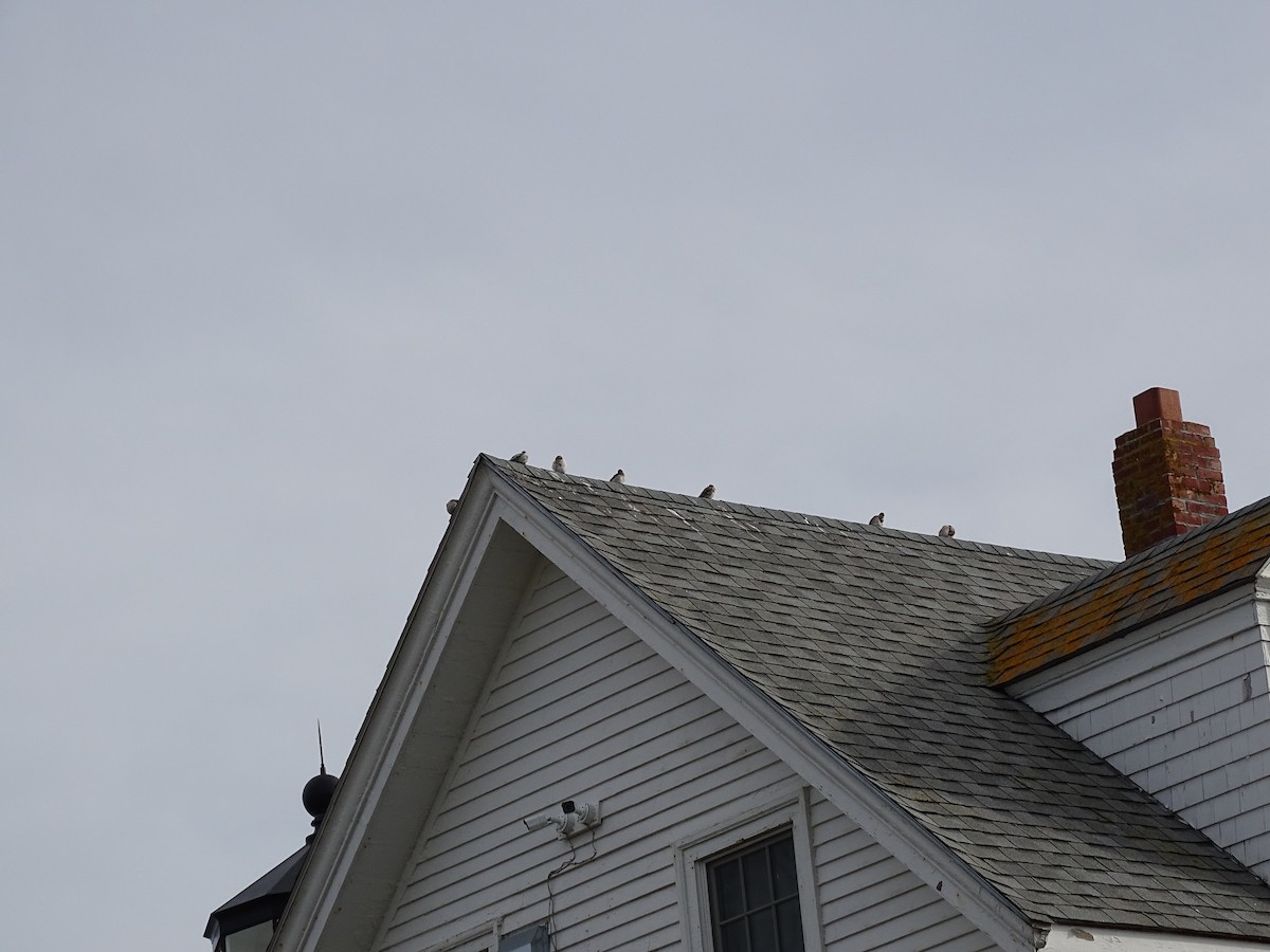 Elur-berdantza - ML645749963