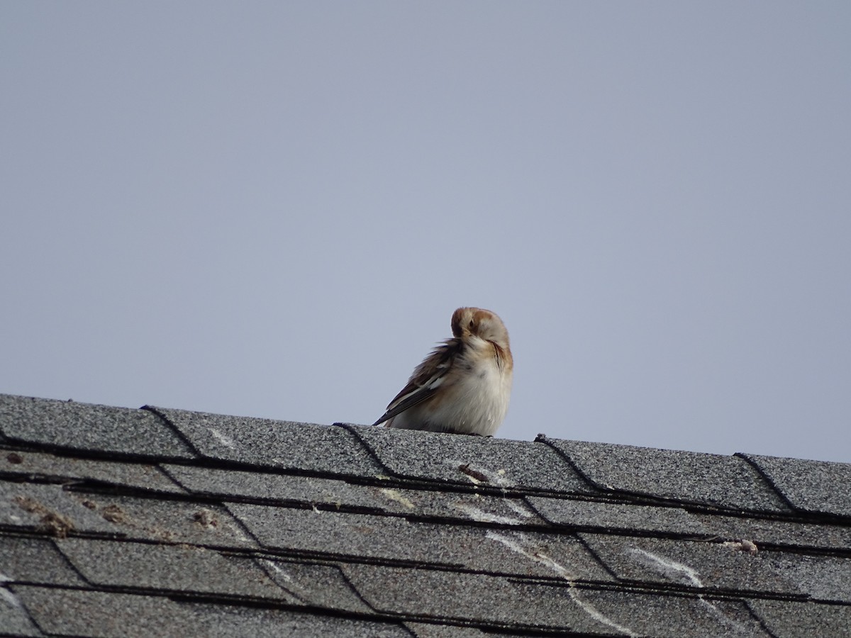 Elur-berdantza - ML645749964