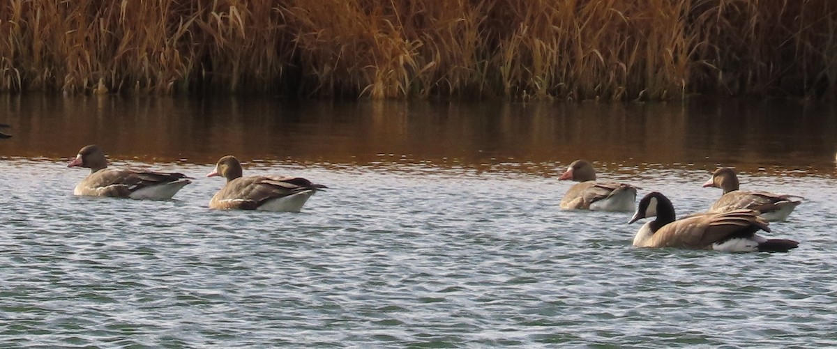 Greater White-fronted Goose - ML645749966