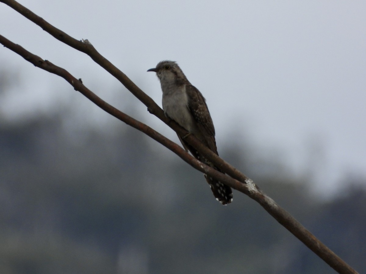Pallid Cuckoo - ML645749968