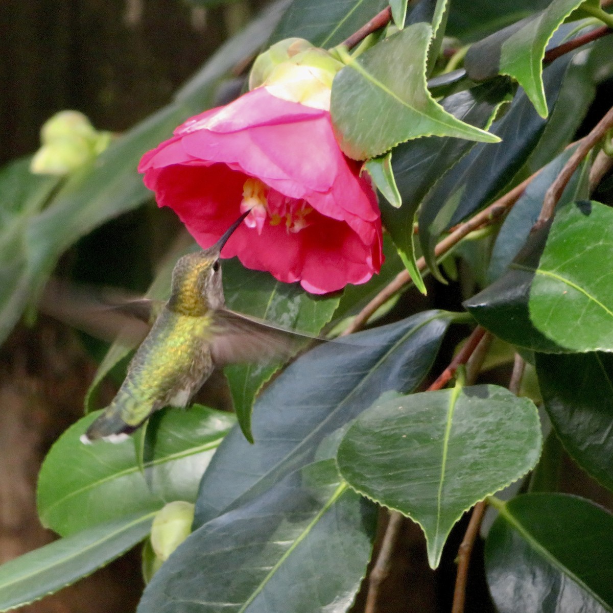 Anna's Hummingbird - ML645749973