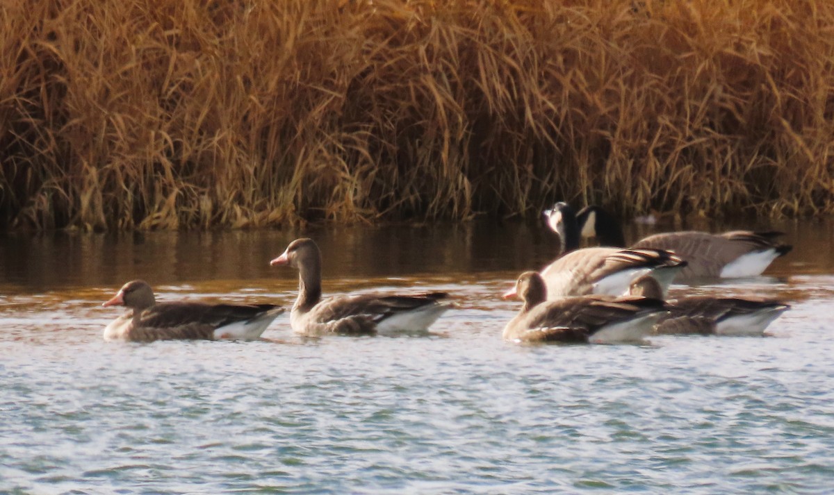 Greater White-fronted Goose - ML645749976