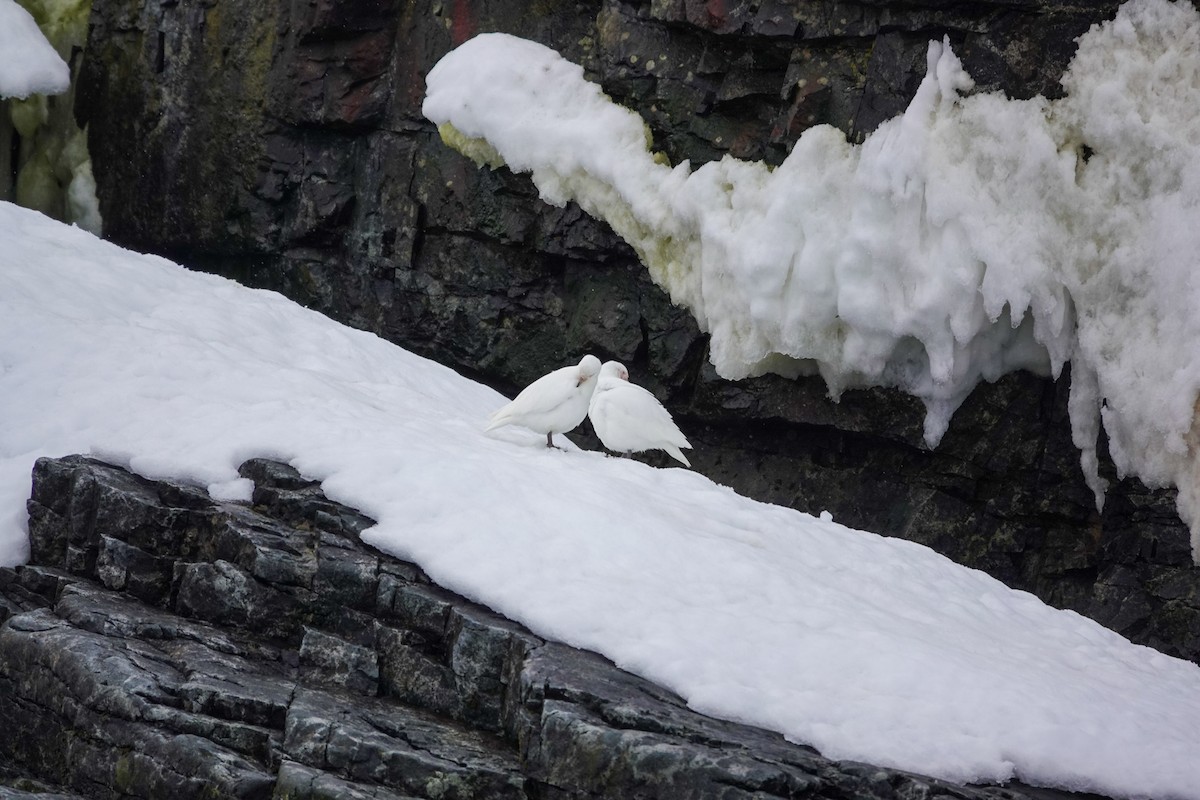 Snowy Sheathbill - ML645749979