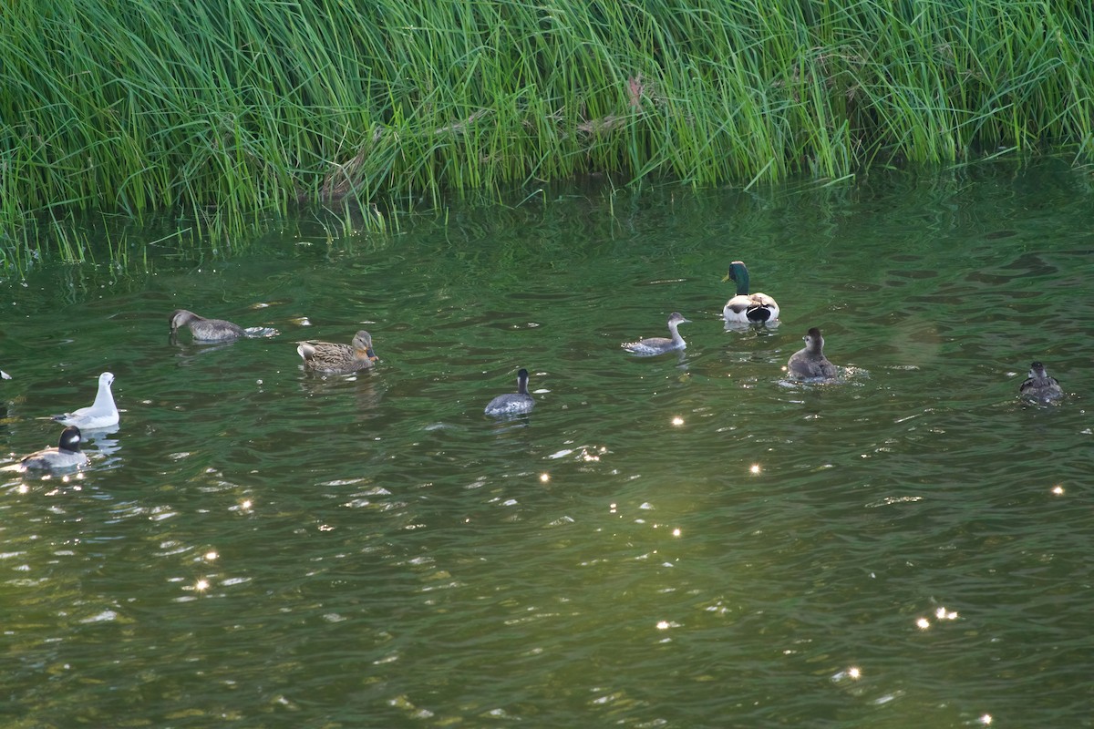 Eared Grebe - ML645749980