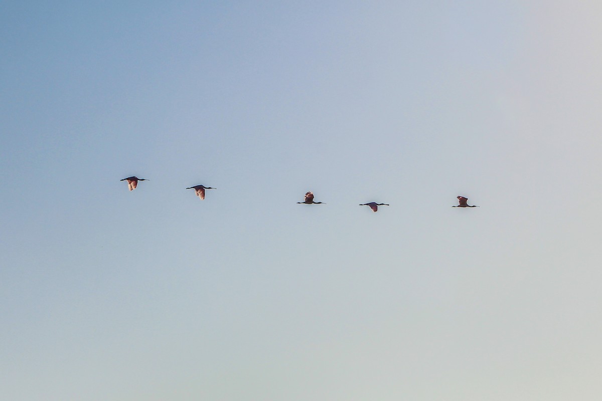 Roseate Spoonbill - ML645749981