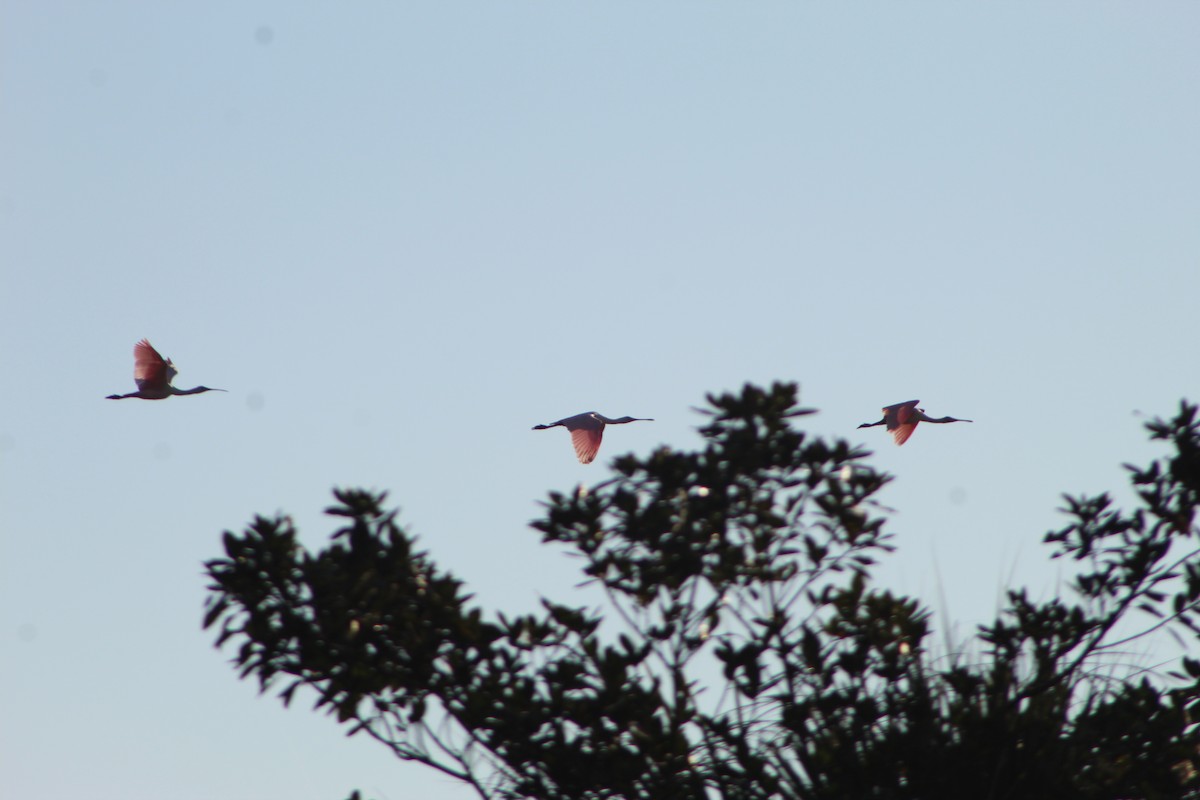 Roseate Spoonbill - ML645749982