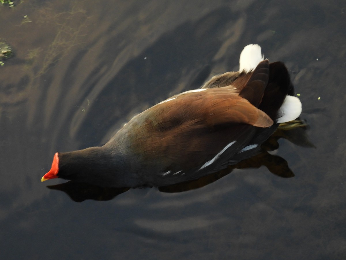 slípka americká [skupina galeata] - ML645749998