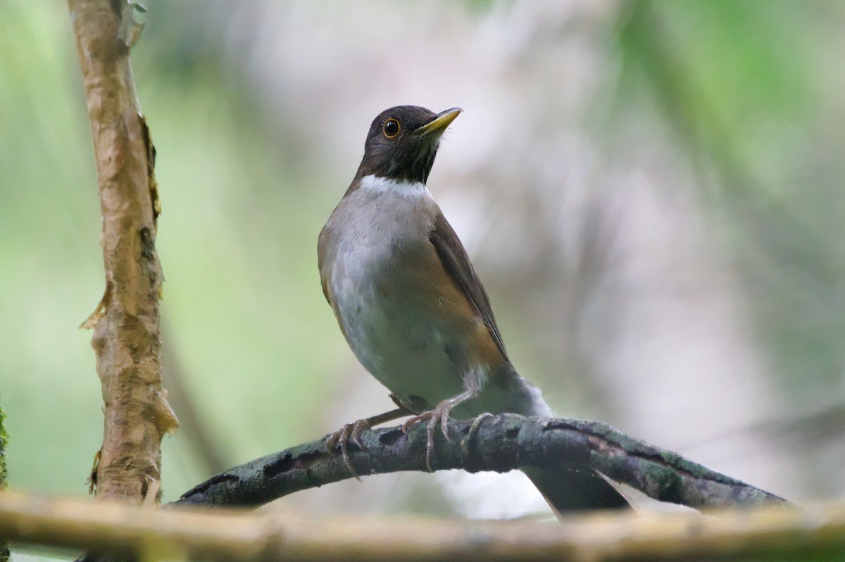 White-necked Thrush - ML645750000