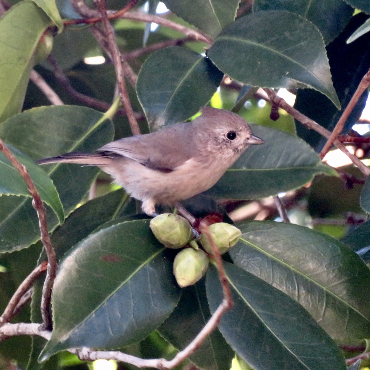 Oak Titmouse - ML645750002