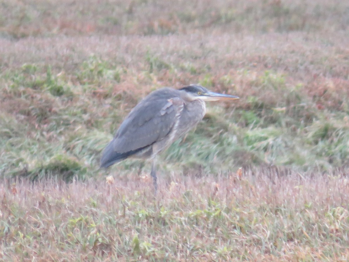 Great Blue Heron - ML645750006