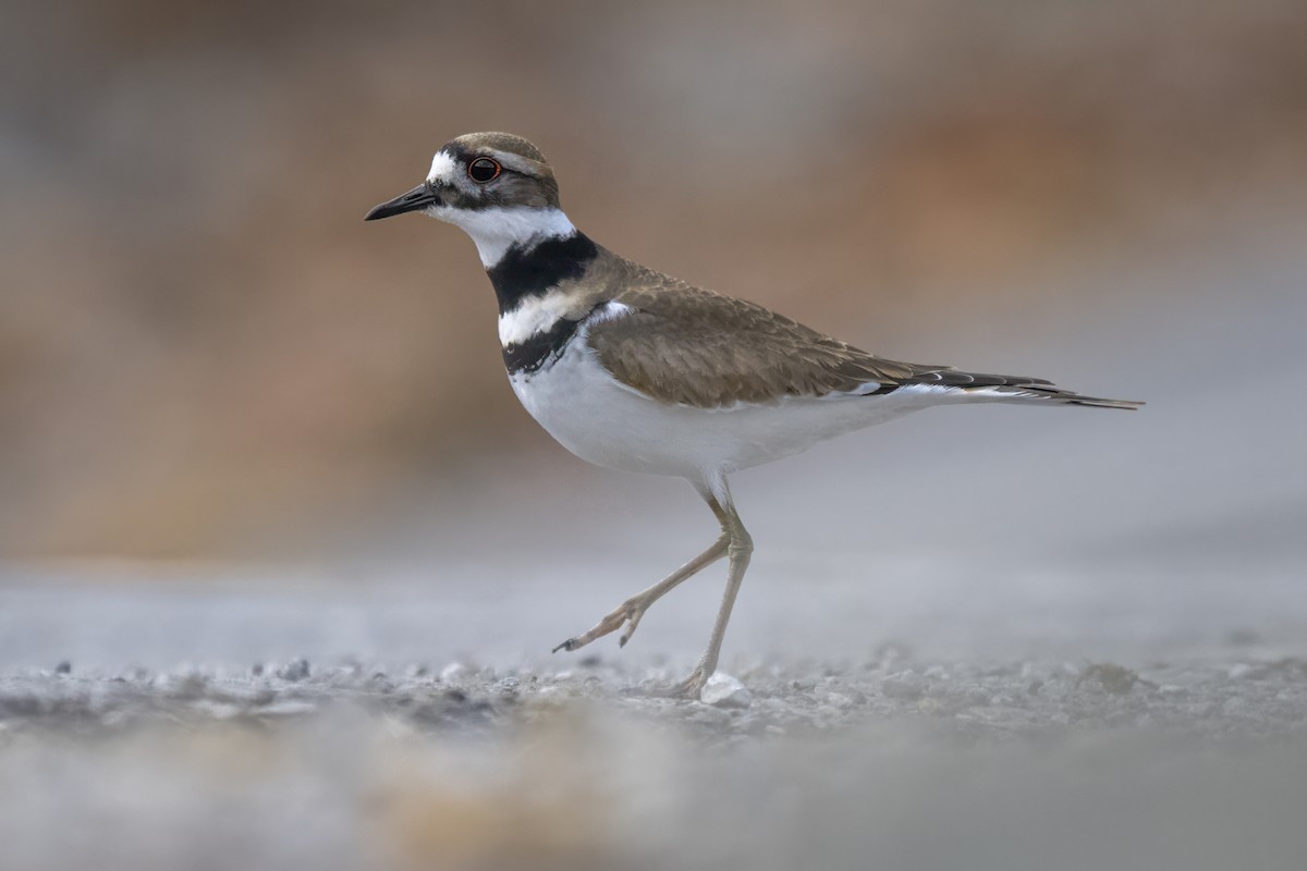 Killdeer - ML645750011