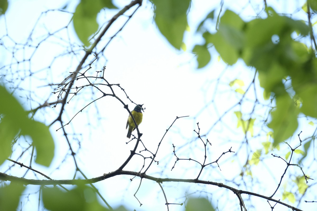 Collared Sunbird - ML645750012