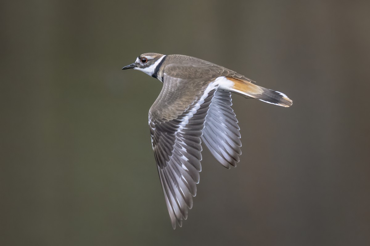Killdeer - ML645750020