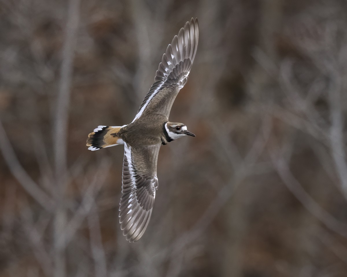 Killdeer - ML645750027