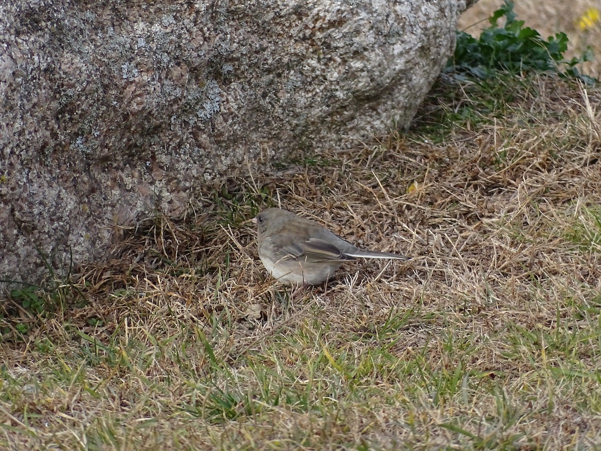 Dark-eyed Junco (Slate-colored) - ML645750029