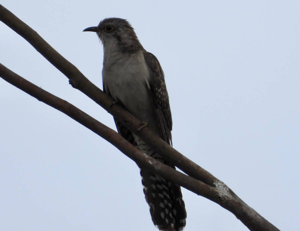 Pallid Cuckoo - ML645750030