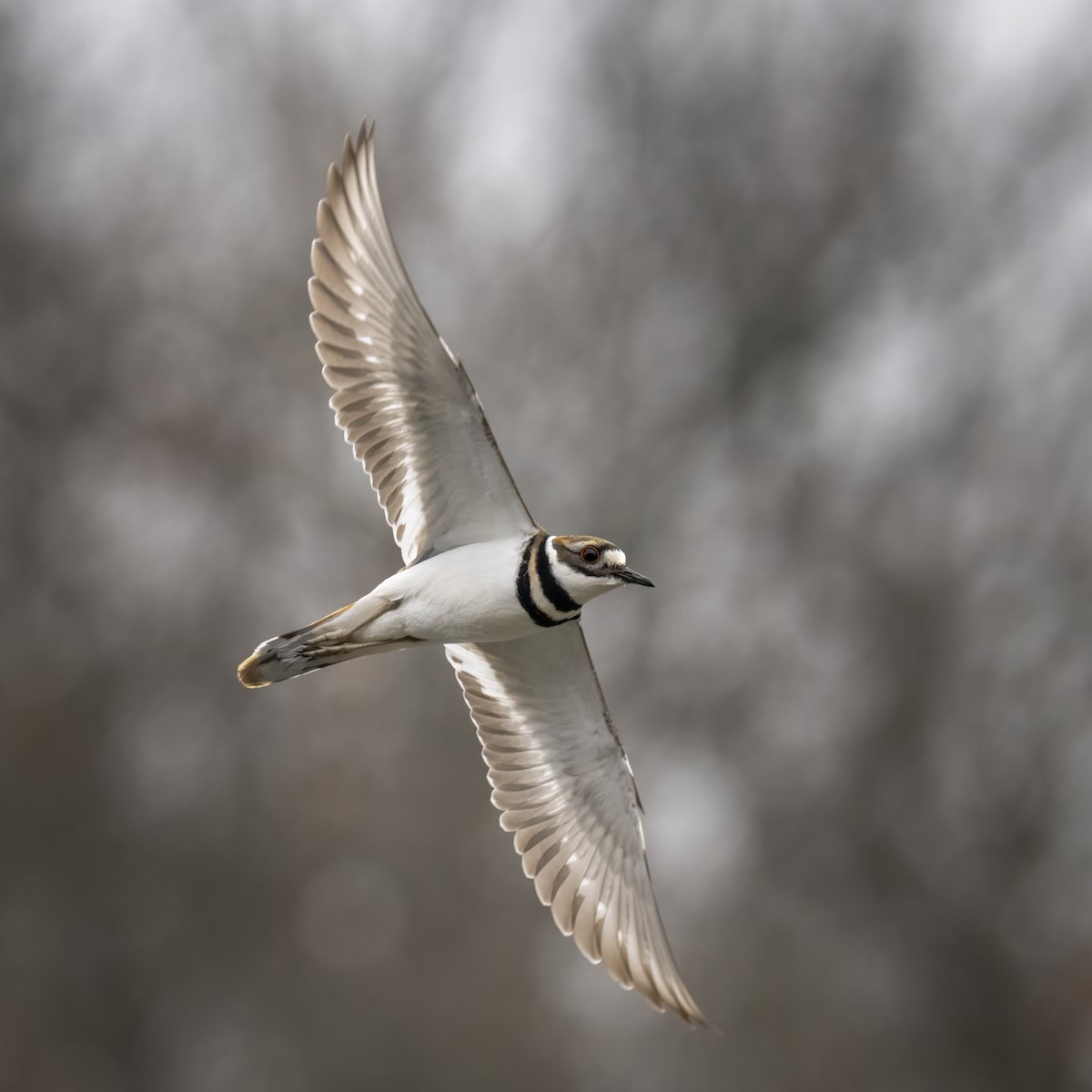 Killdeer - ML645750035