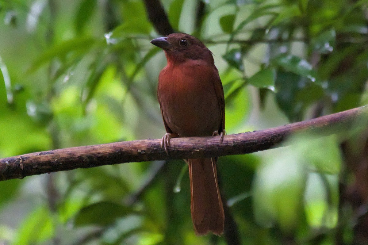 Red-crowned Ant-Tanager (Atlantic) - ML645750038
