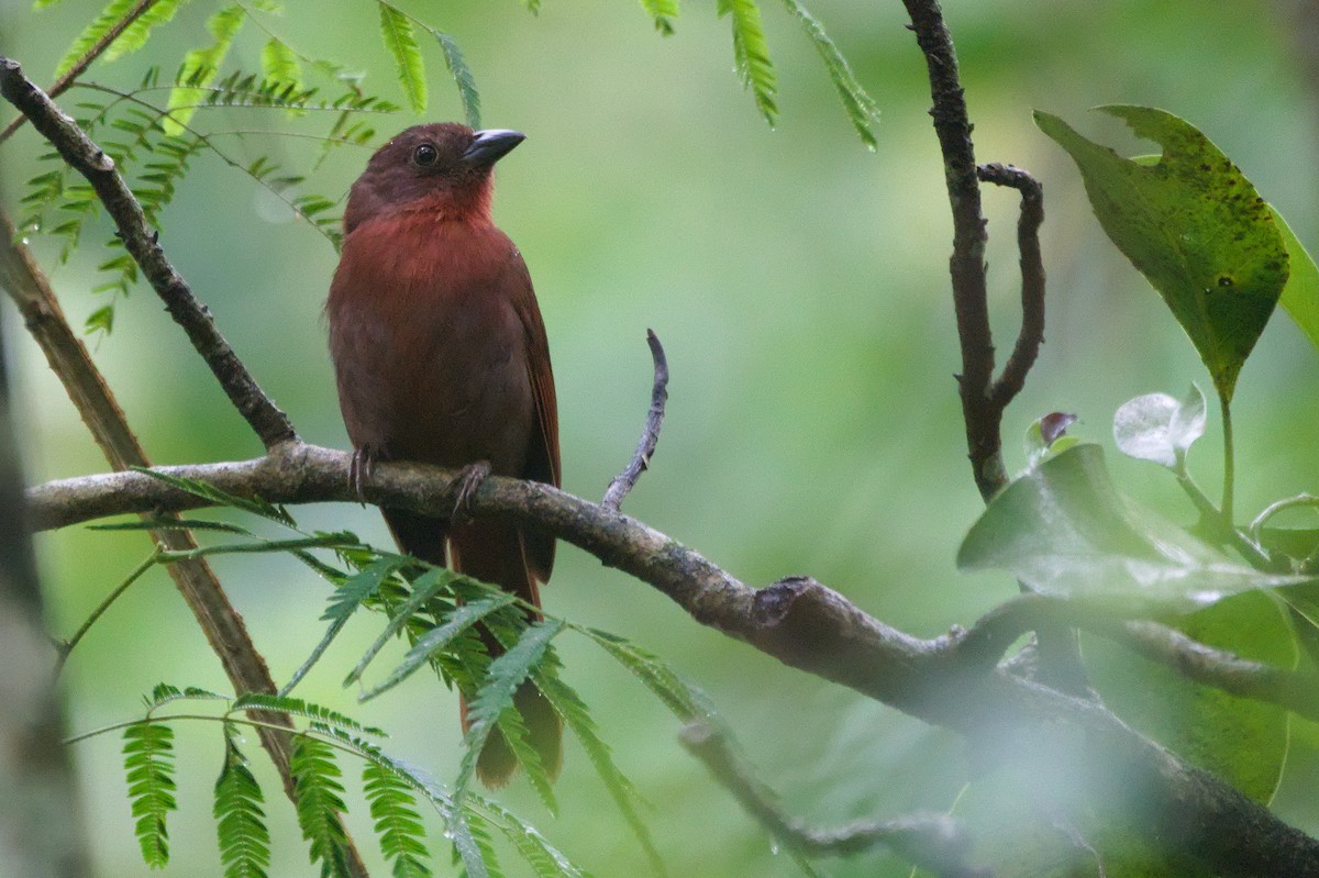 Red-crowned Ant-Tanager (Atlantic) - ML645750039