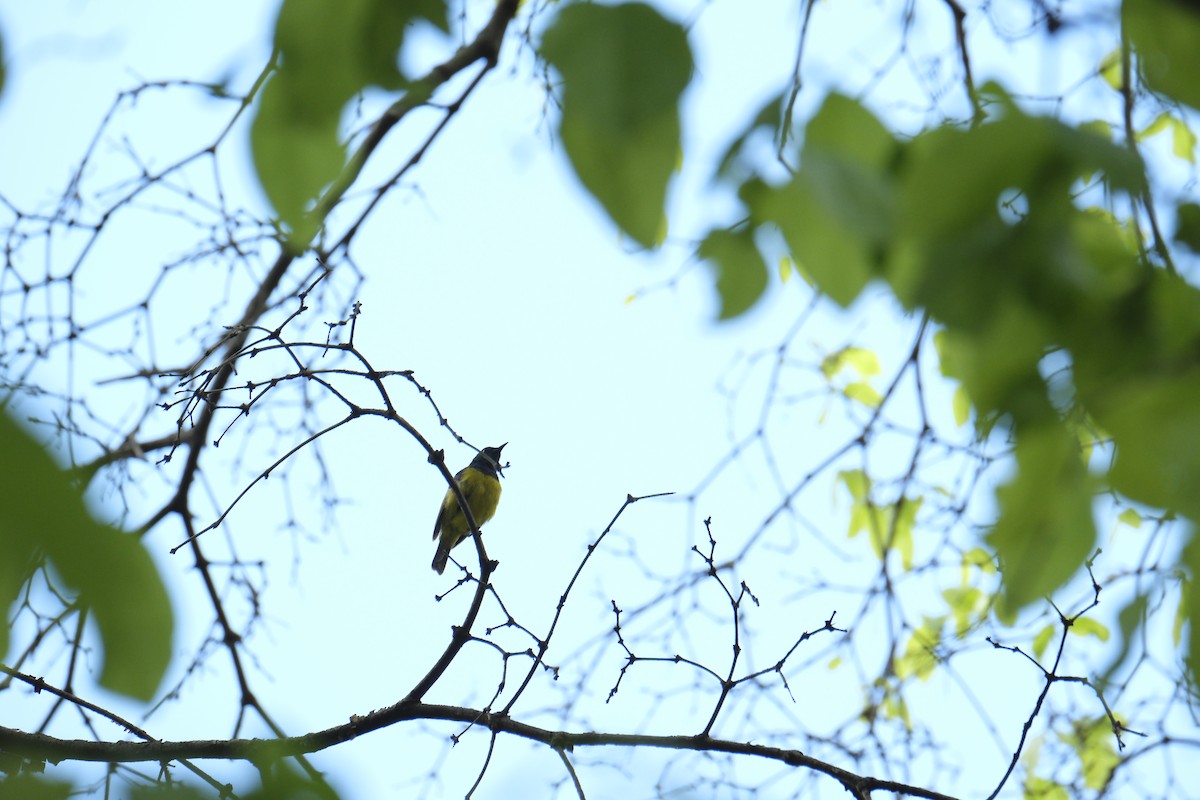 Collared Sunbird - ML645750041