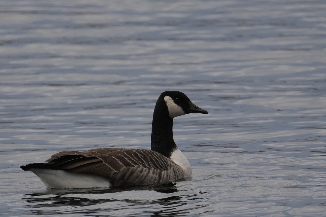 Canada Goose - ML645750049