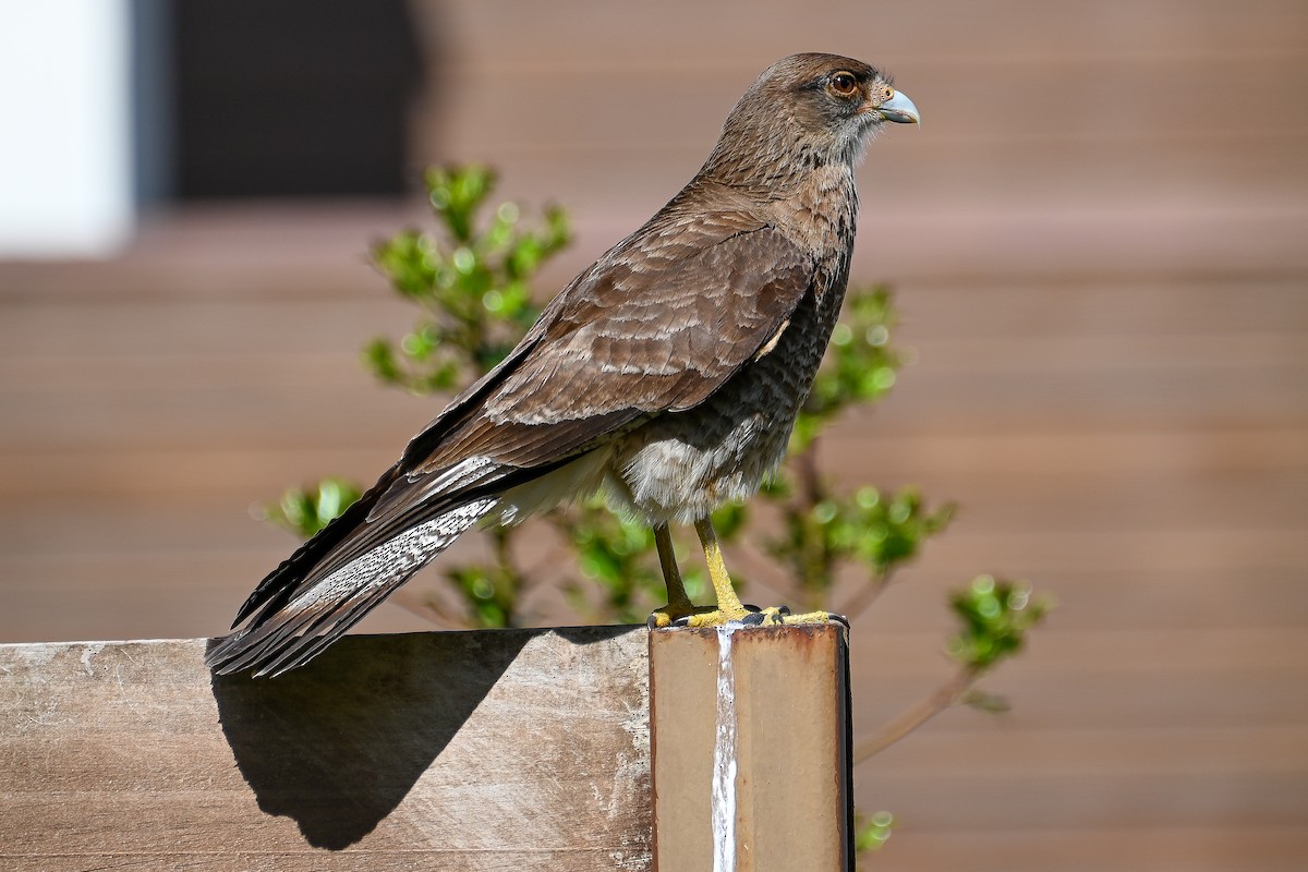 Chimango Caracara - ML645750050