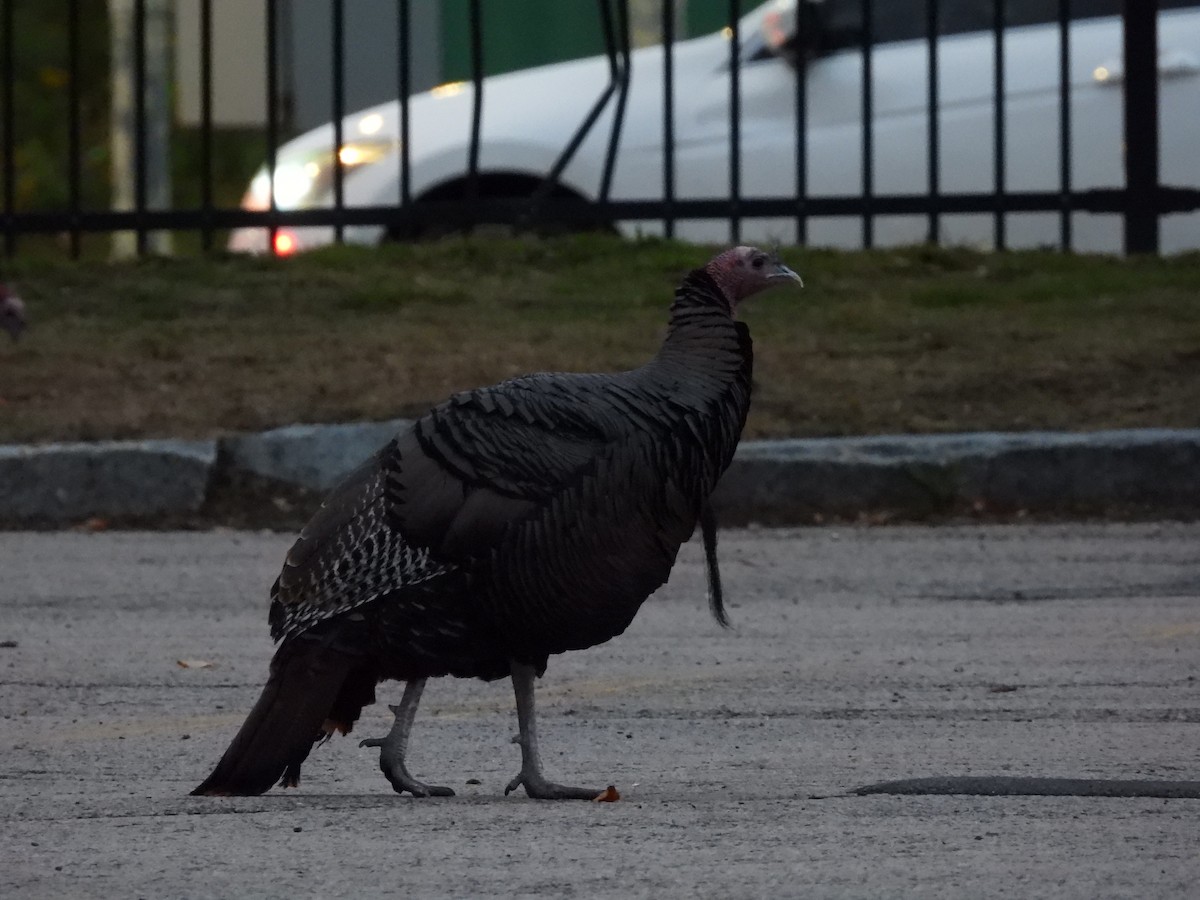 Wild Turkey - ML645750052