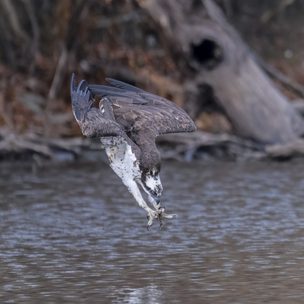 Osprey - ML645750054