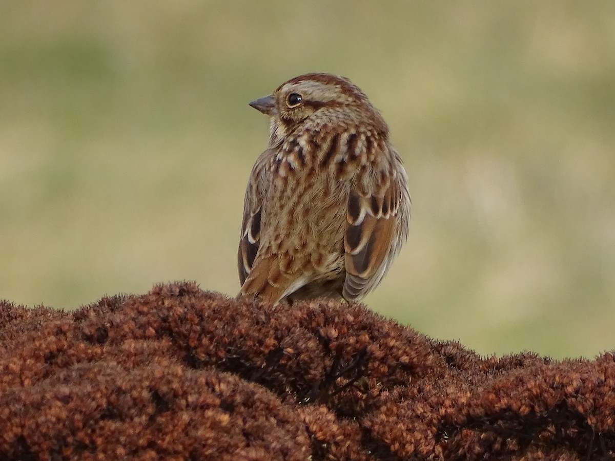 Song Sparrow - ML645750058