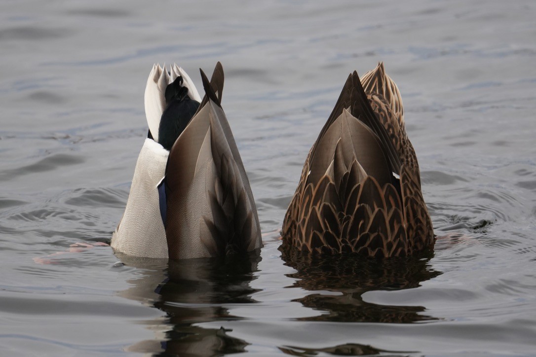 Mallard - ML645750060