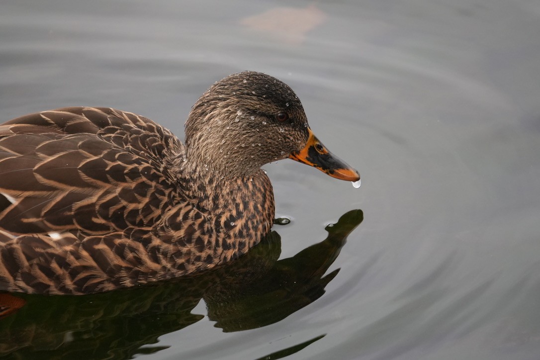 Mallard - ML645750061