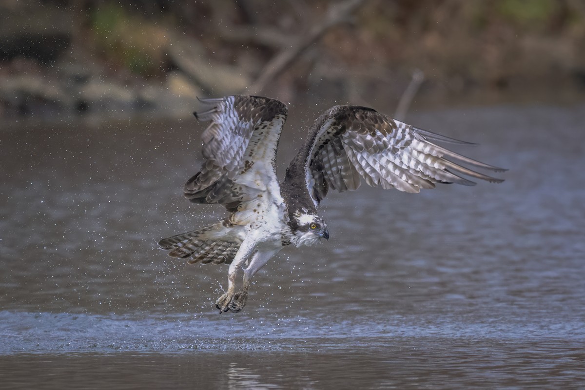 Osprey - ML645750062