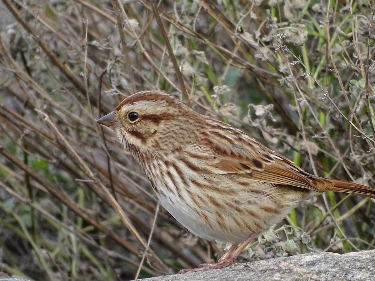 Song Sparrow - ML645750069