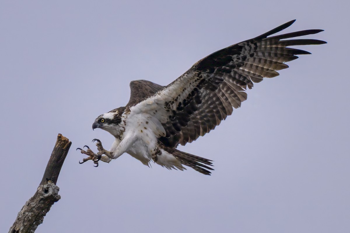 Osprey - ML645750073