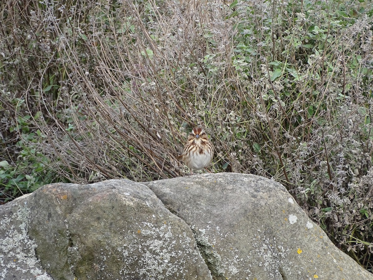 Song Sparrow - ML645750074
