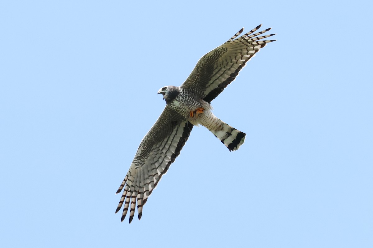Long-winged Harrier - ML645750075