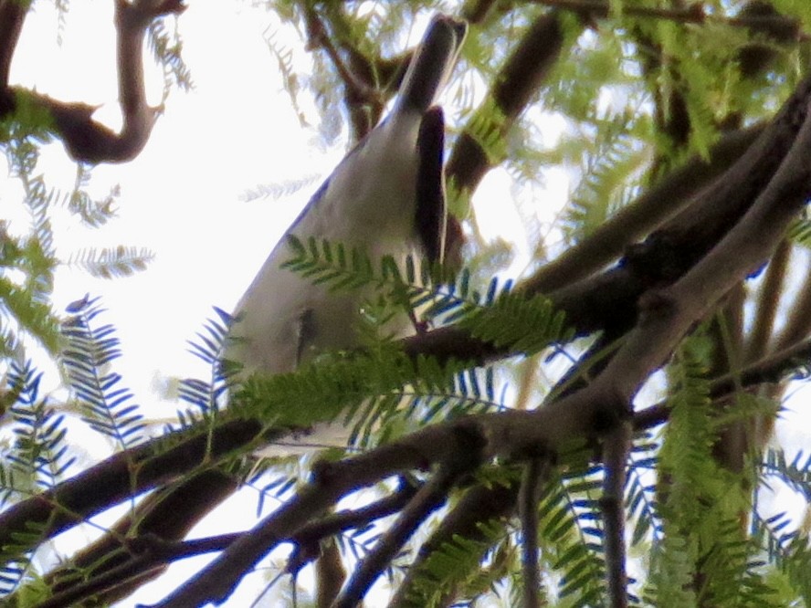 vireo sp. - ML645750079