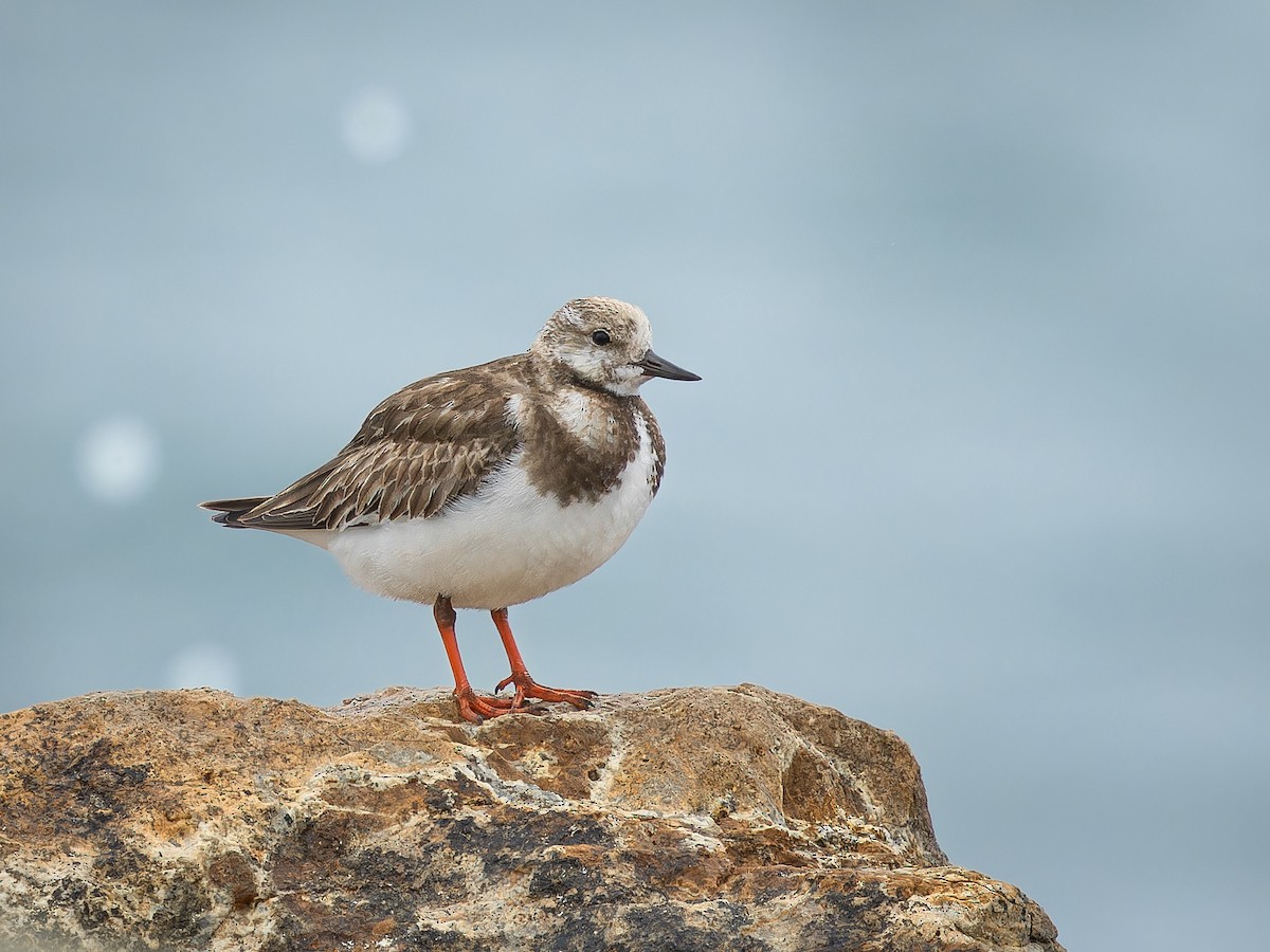 Ruddy Turnstone - ML645750098