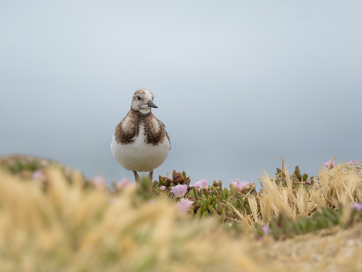 Ruddy Turnstone - ML645750099
