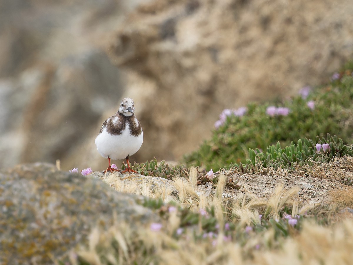 Ruddy Turnstone - ML645750100