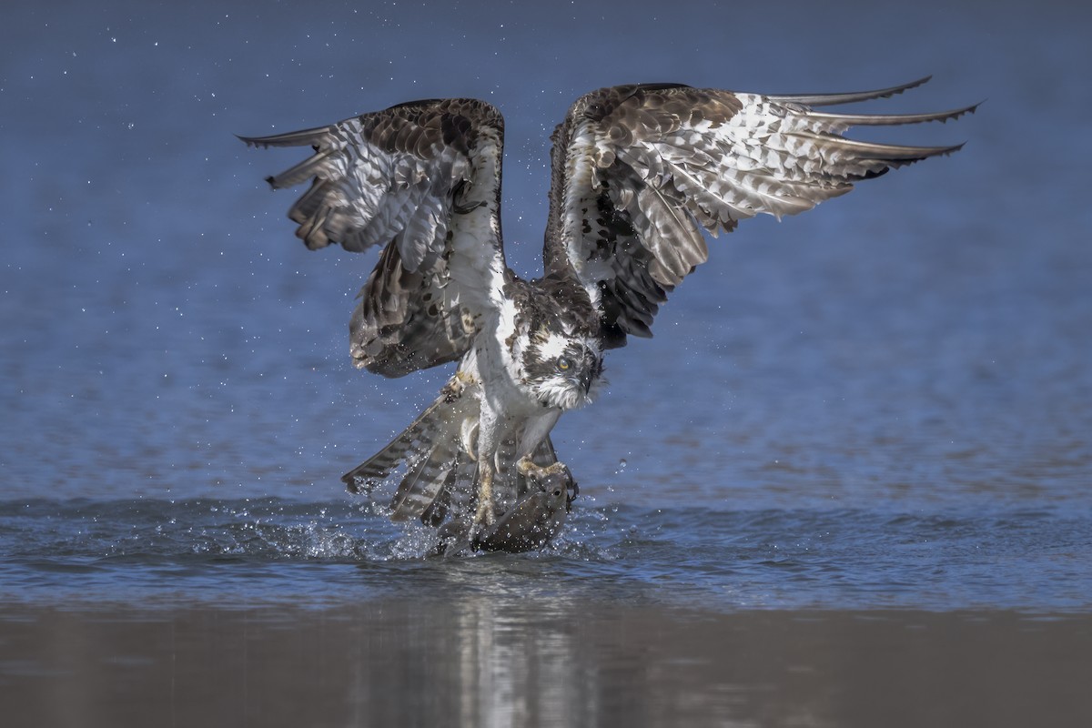 Osprey - ML645750109