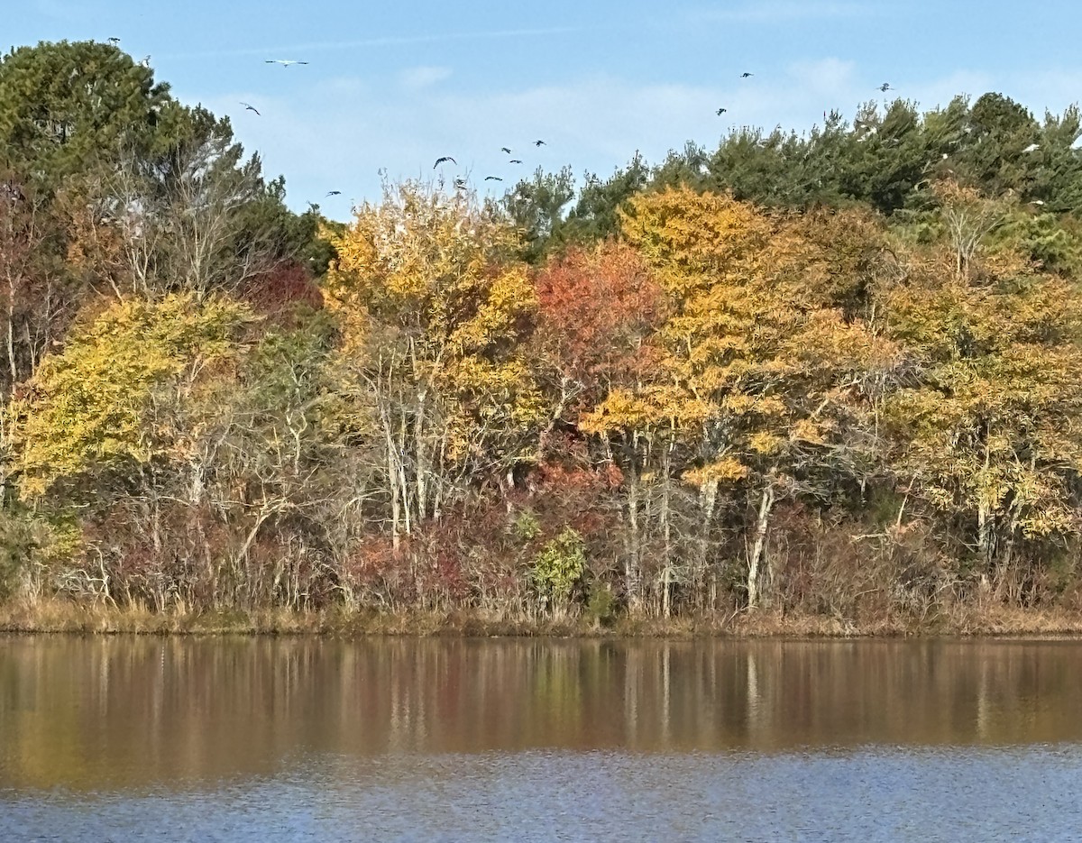 Corocoro Blanco - ML645750111