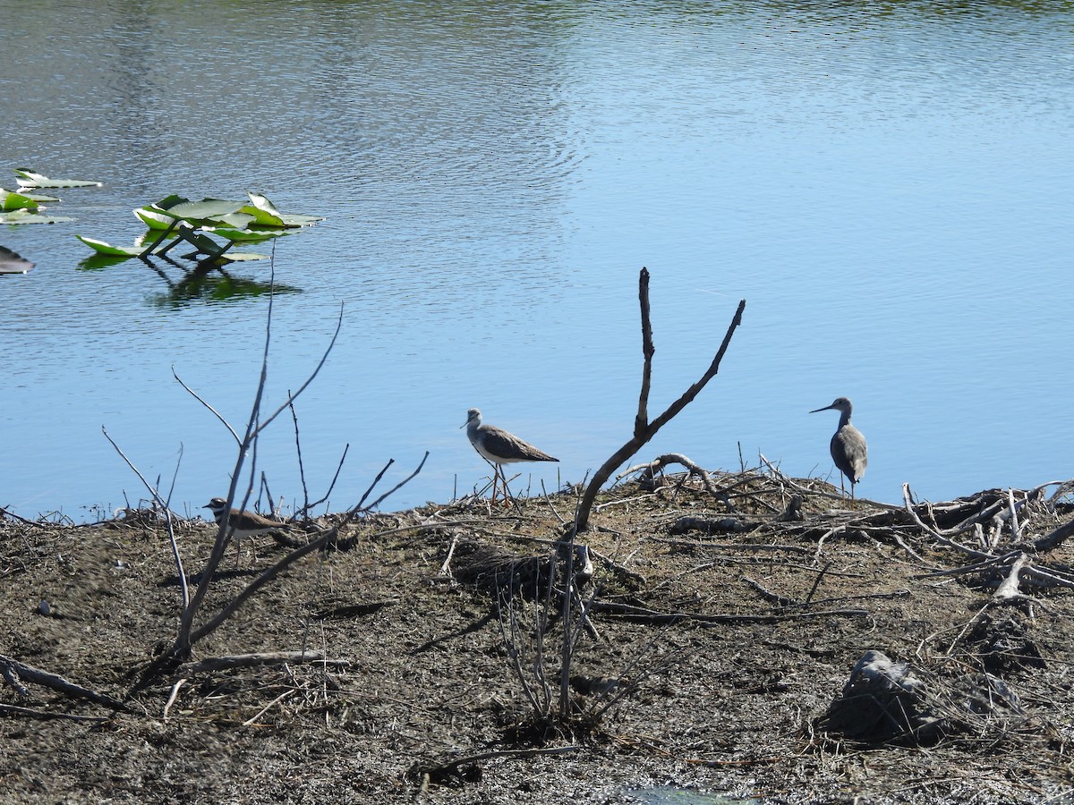 Lesser Yellowlegs - ML645750114