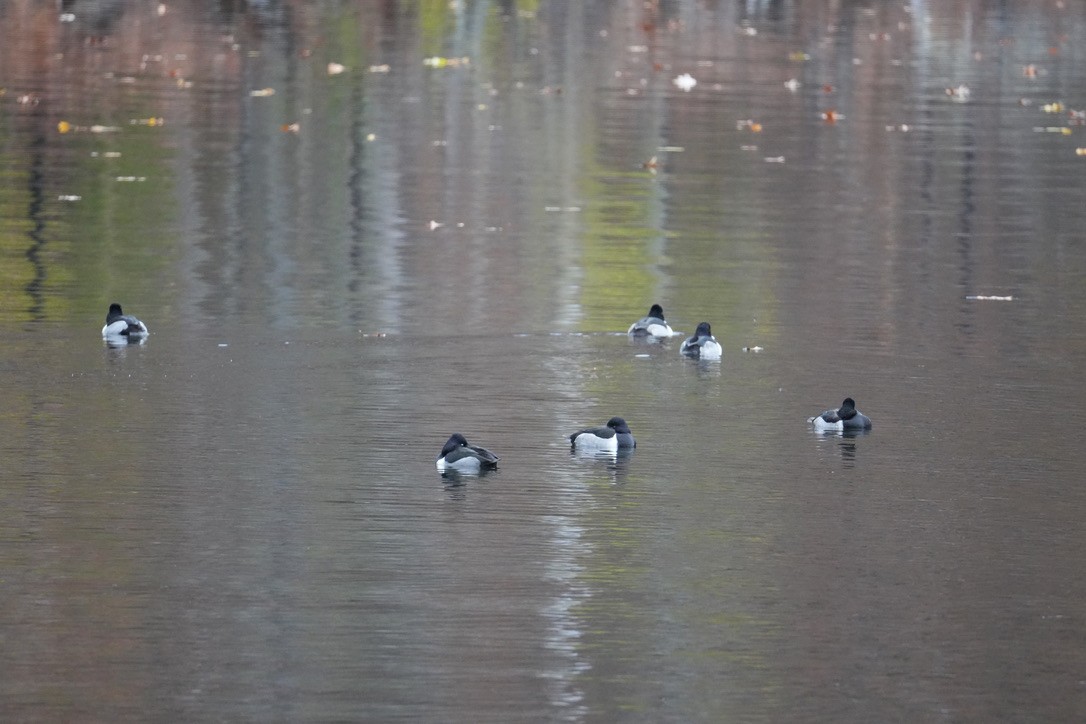 Ring-necked Duck - ML645750118