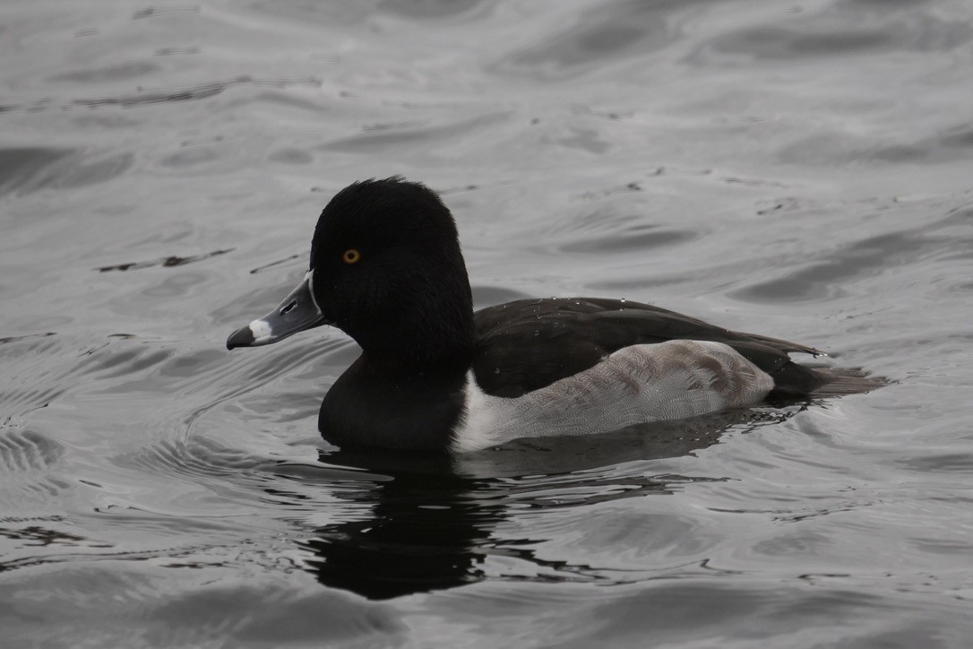 Ring-necked Duck - ML645750119
