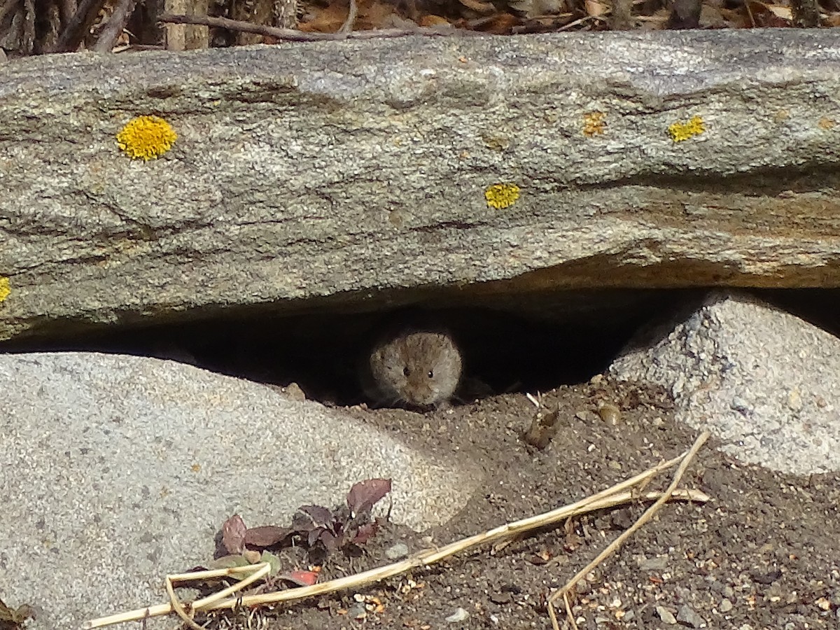 Eastern Meadow Vole - ML645750120