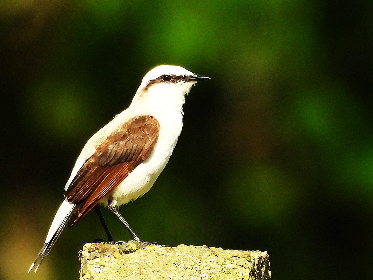 Masked Water-Tyrant - ML645750124