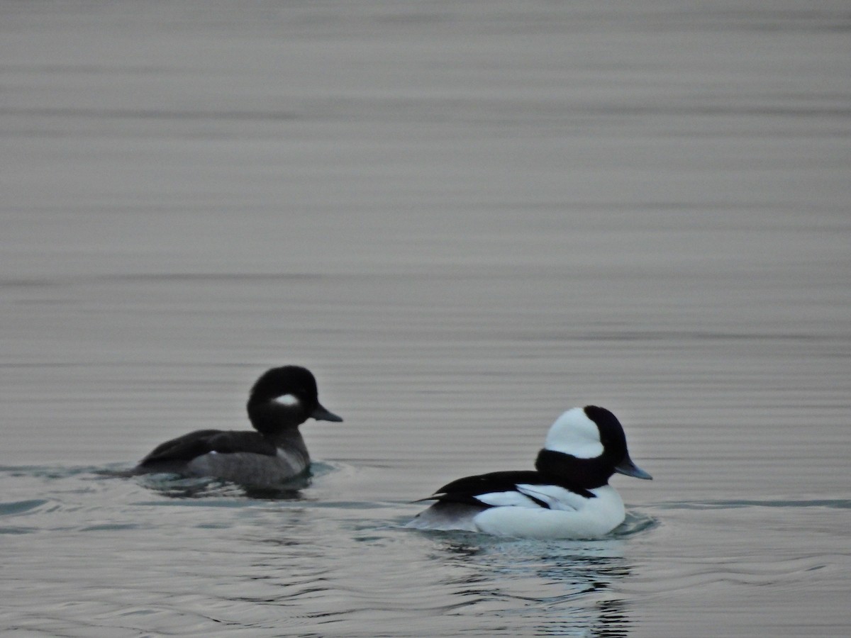 Bufflehead - ML645750129