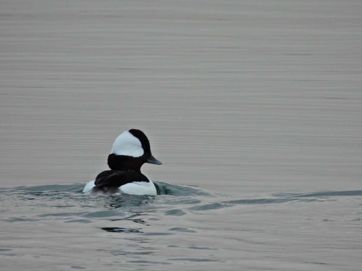 Bufflehead - ML645750130