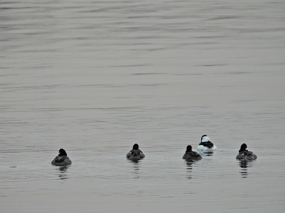 Bufflehead - ML645750131